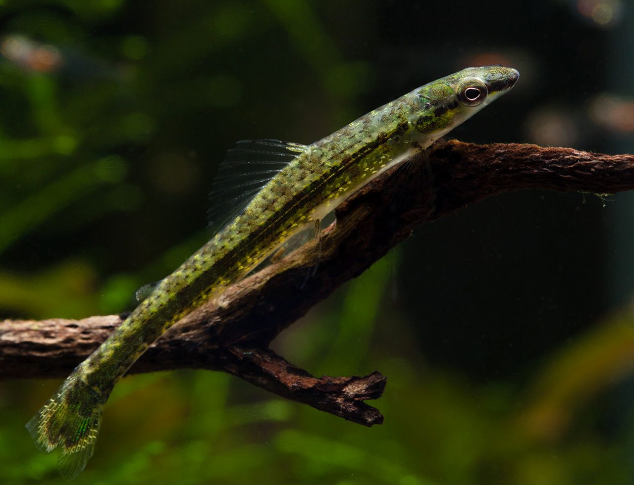 Ammocryptocharax elegans