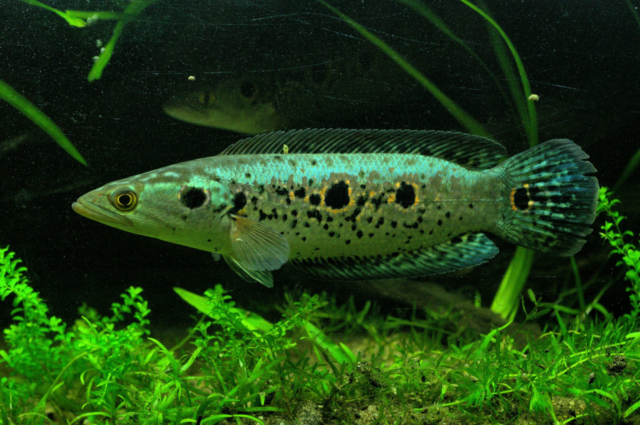 Channa pleurophthalma