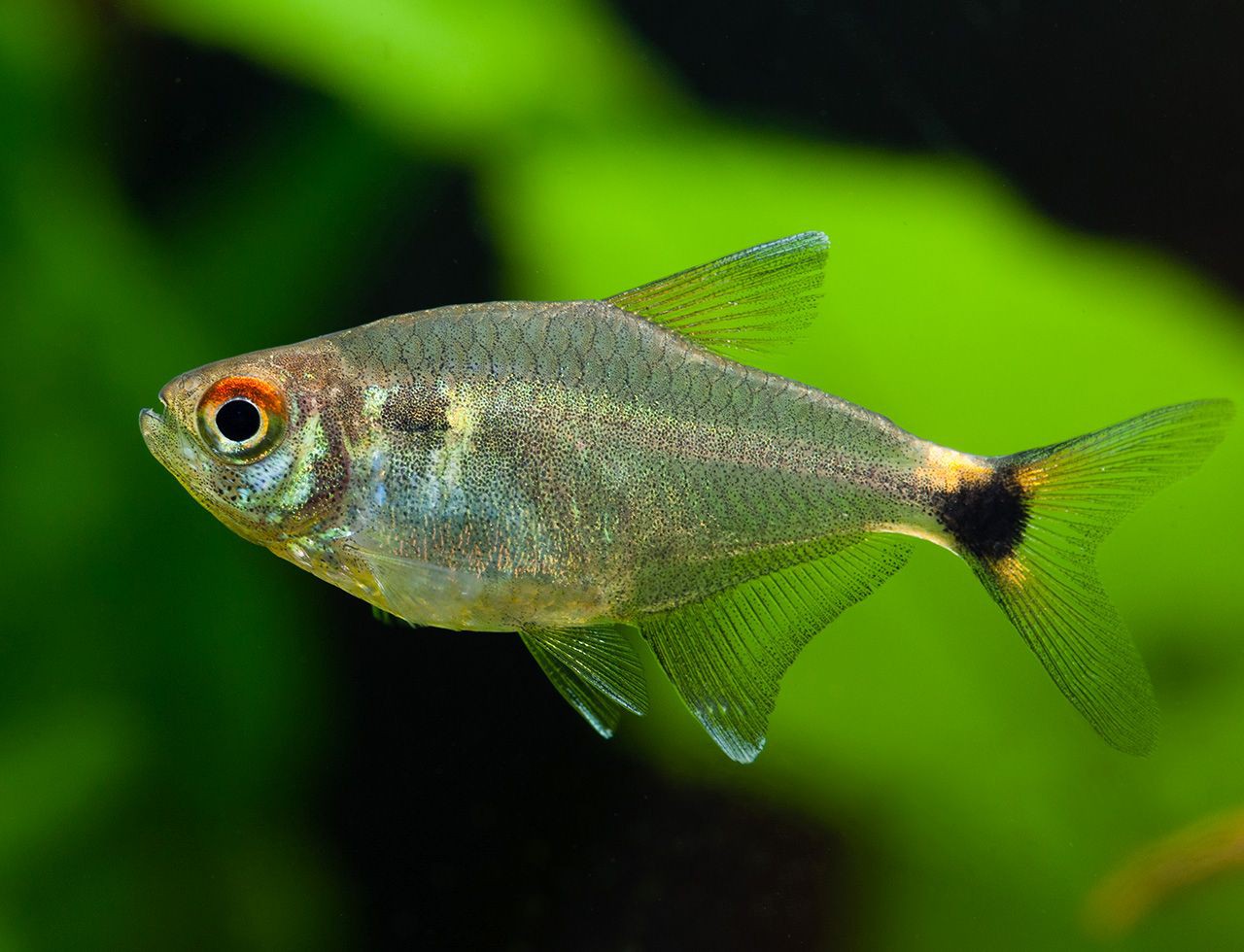 Hemigrammus ocellifer