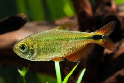 tétra de Buenos-Aires Characidae