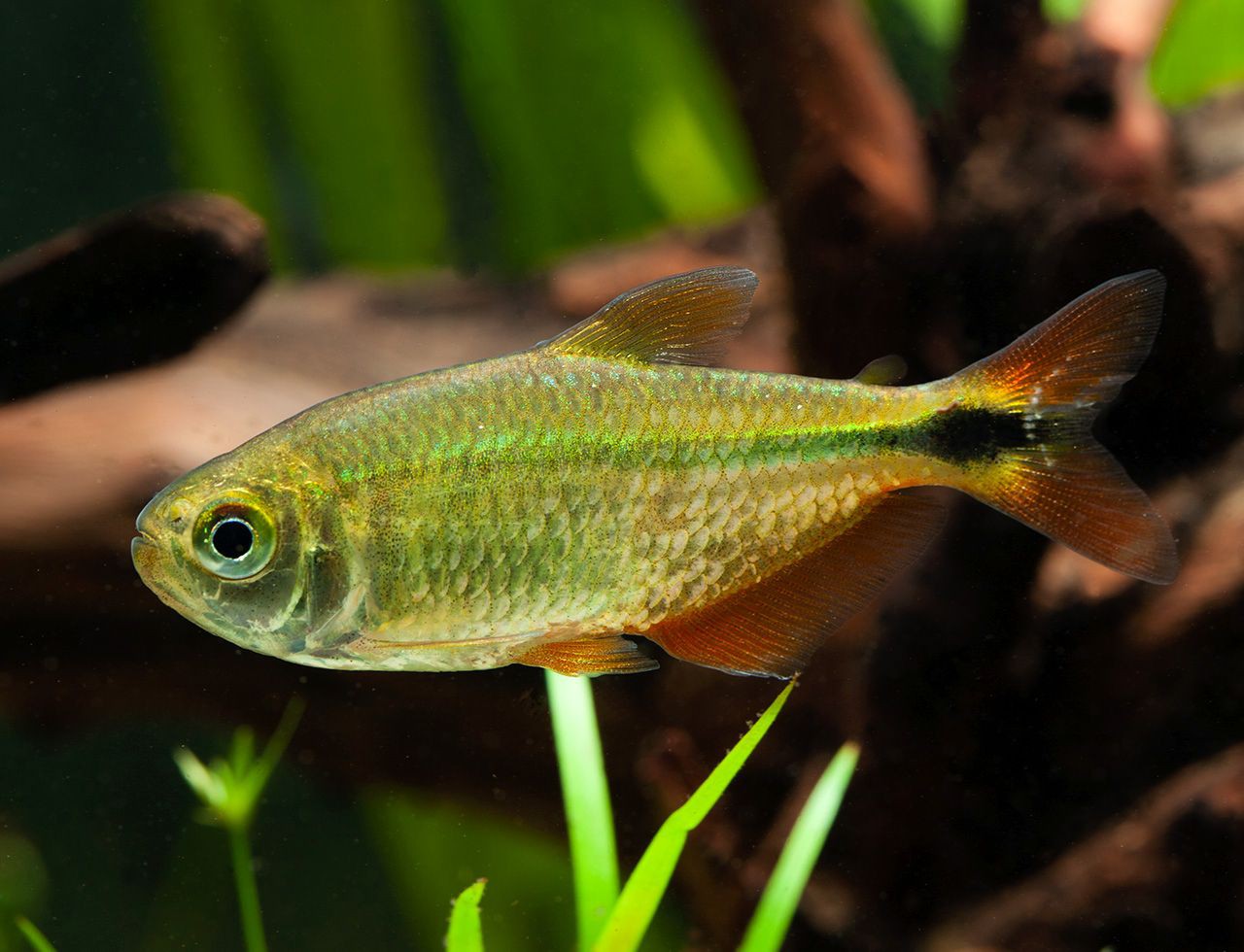 Hyphessobrycon anisitsi