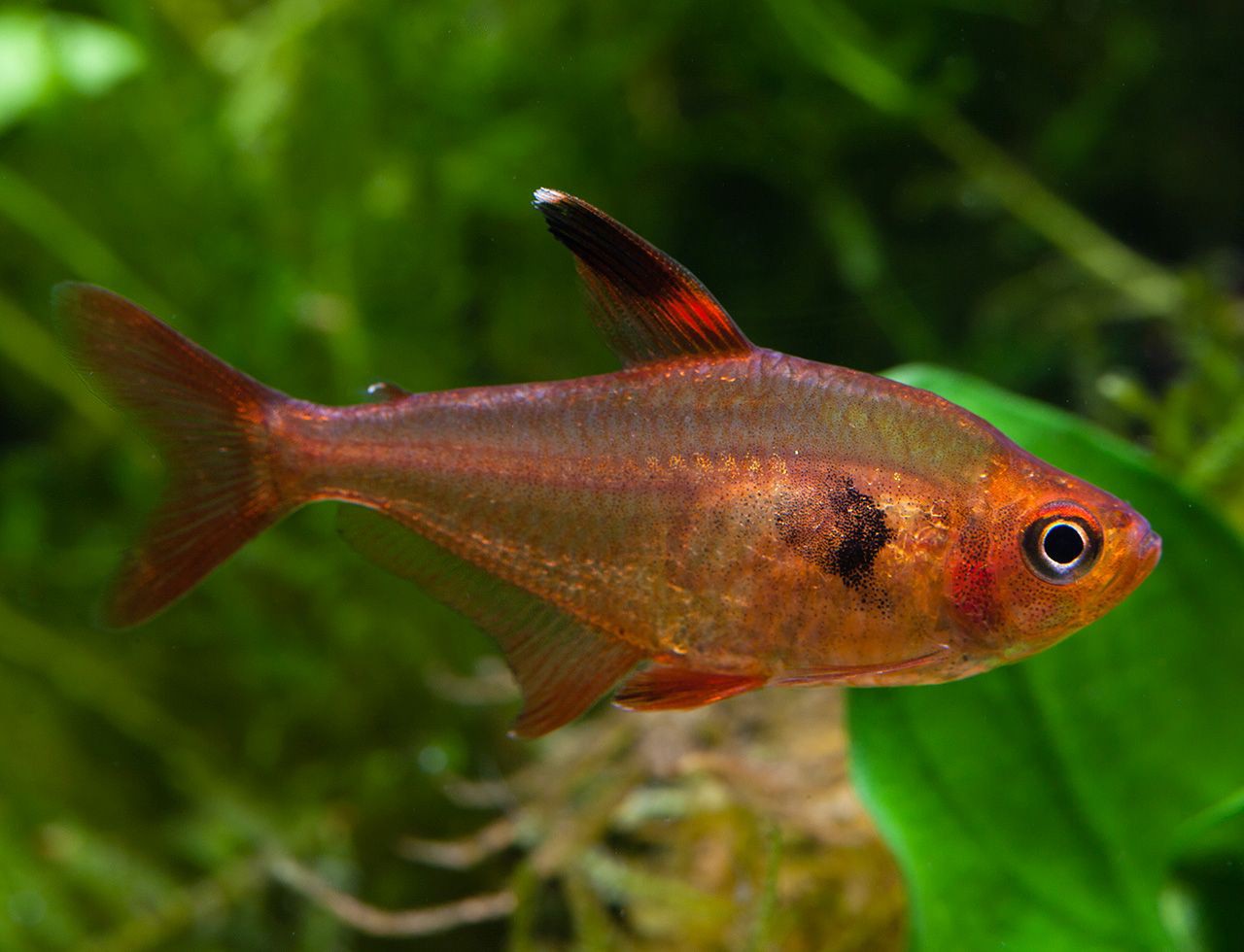 Hyphessobrycon sweglesi