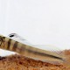 picture of Omobranchus smithi