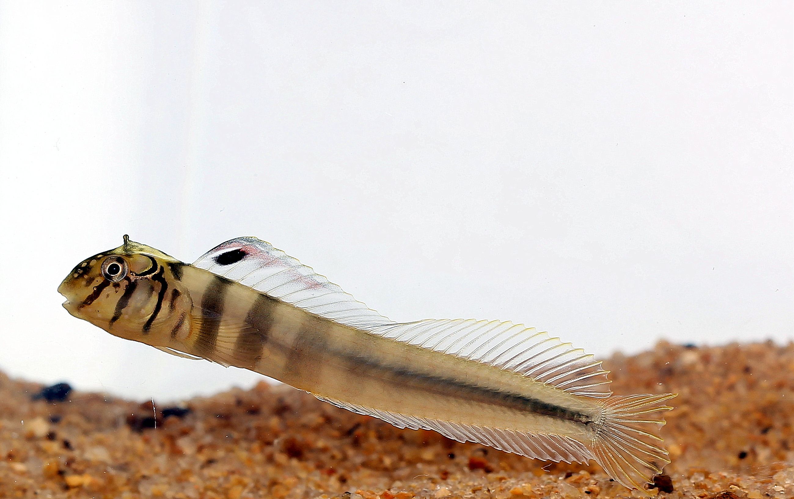 Omobranchus smithi
