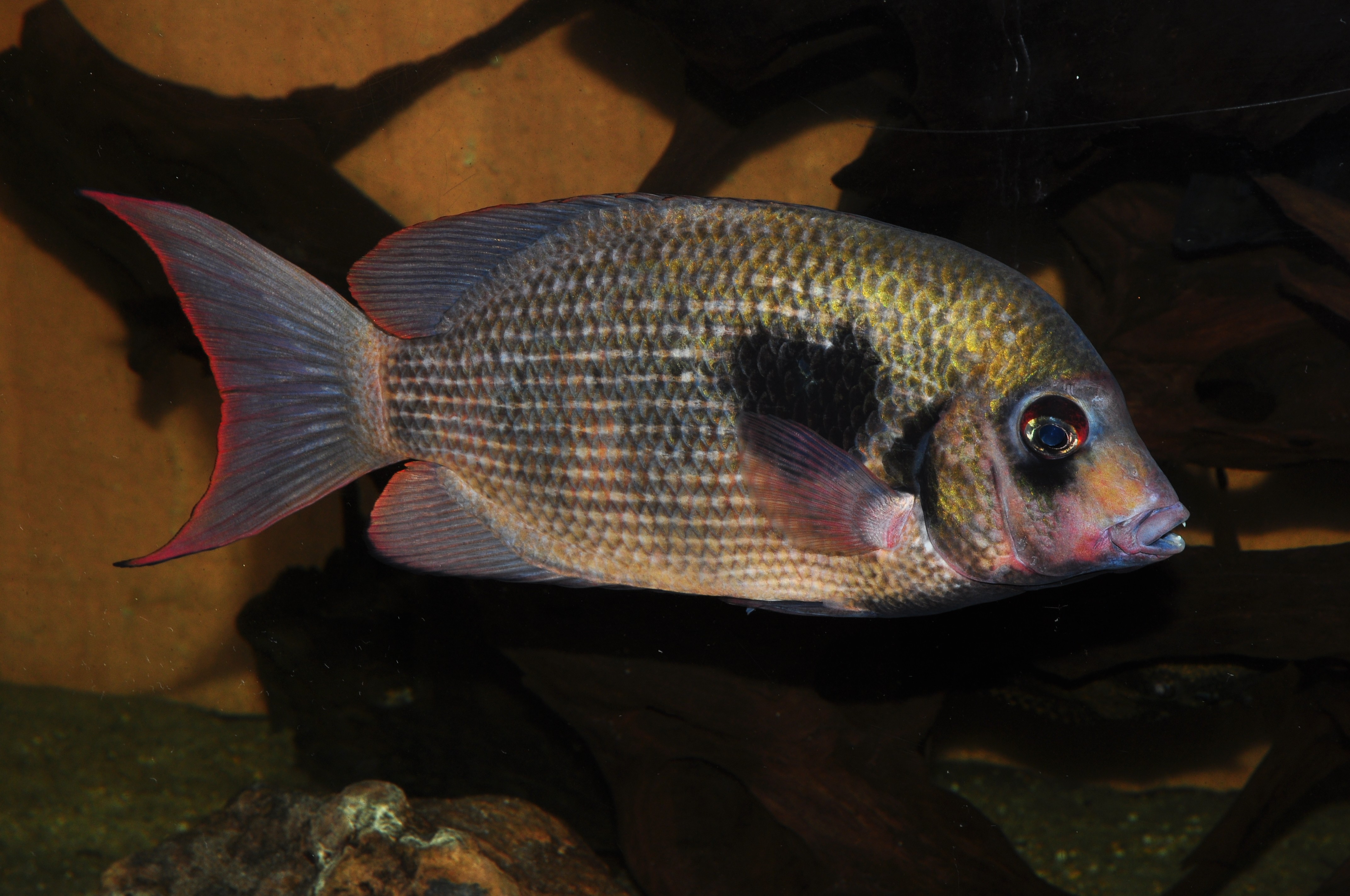 Paretroplus maculatus