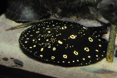 raie du Tocantins Potamotrygonidae