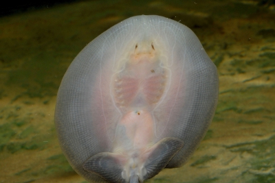 raie réticulée Potamotrygonidae
