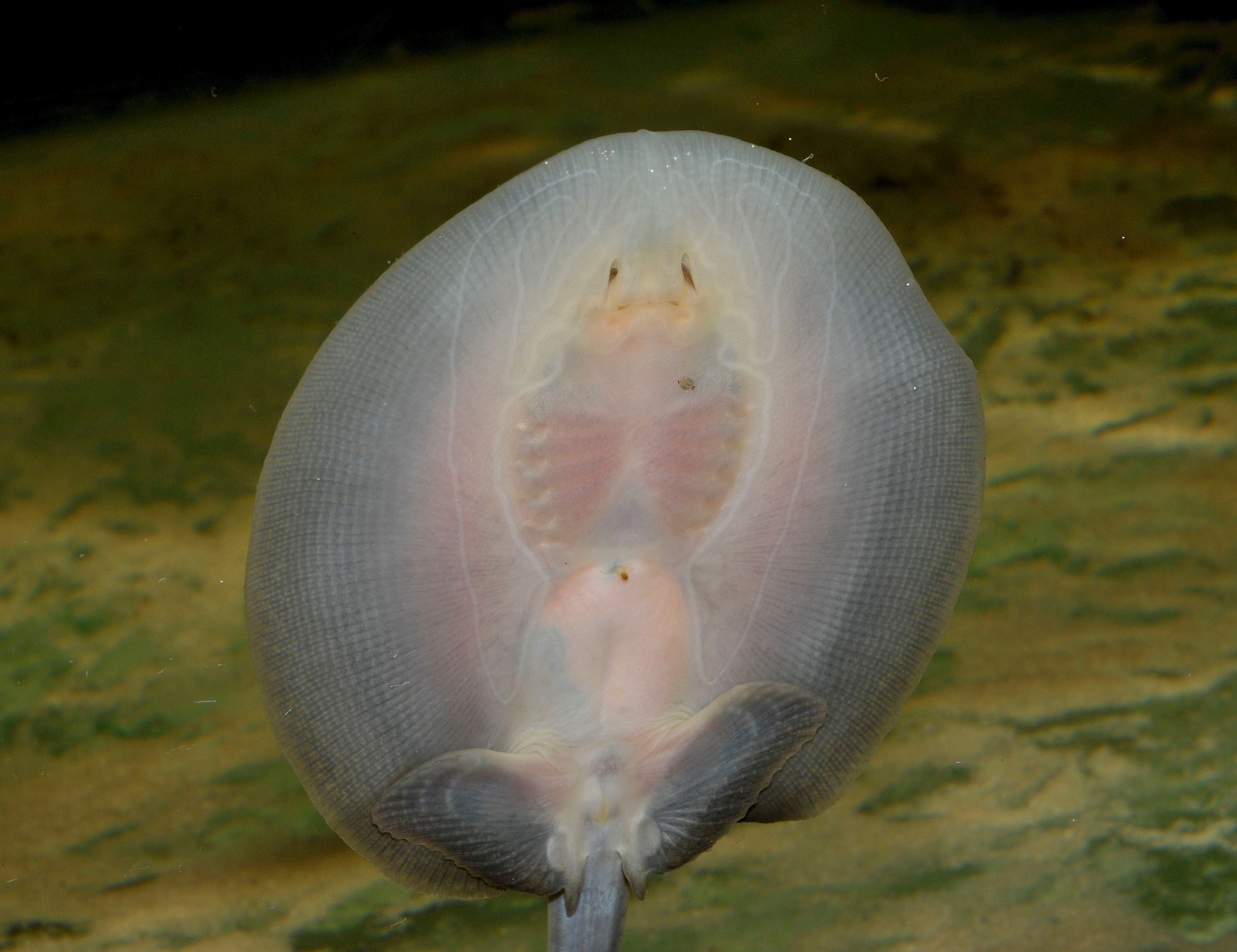 Potamotrygon orbignyi