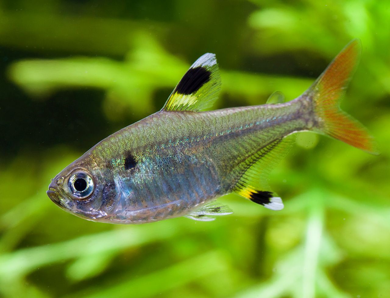 Pristella maxillaris