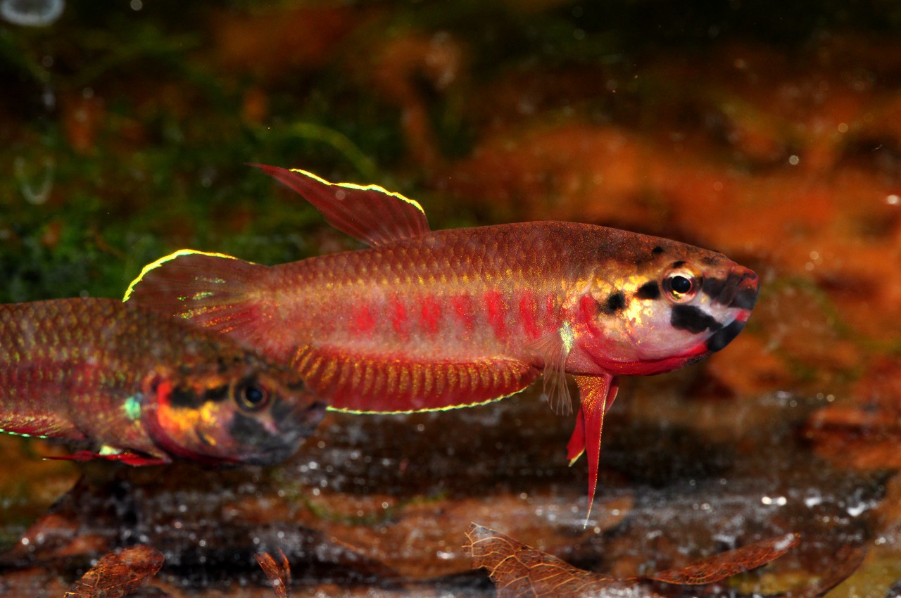 Betta rubra