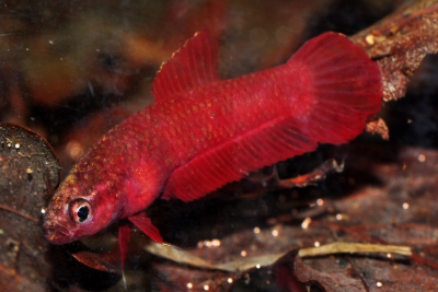 Espèce : Betta rutilans