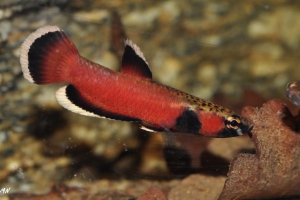 Betta albimarginata