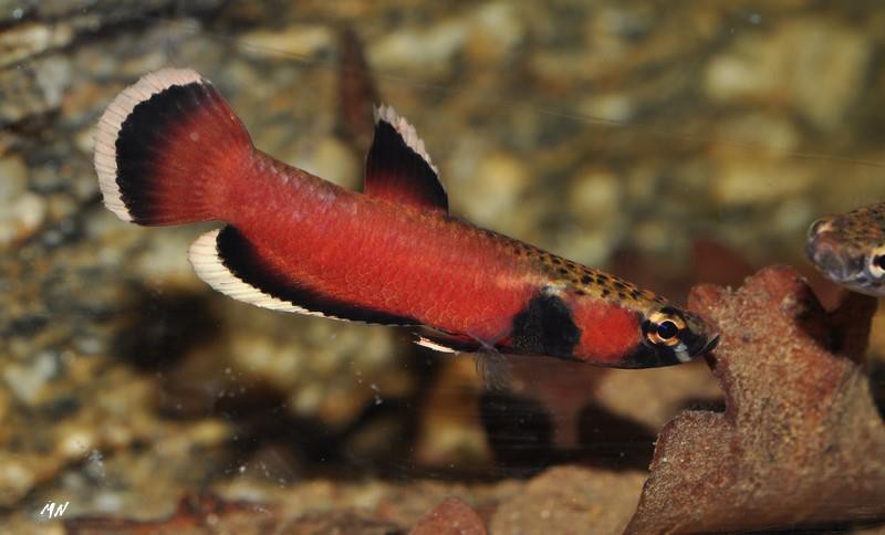 Betta albimarginata