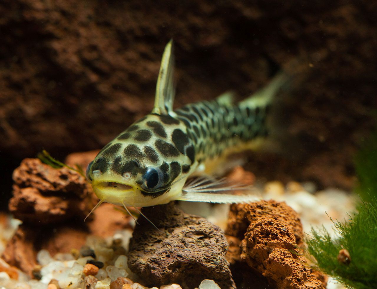 Centromochlus perugiae