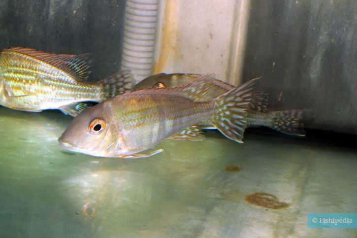 Geophagus altifrons - Géo altifrons