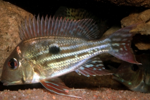 Geophagus winemilleri