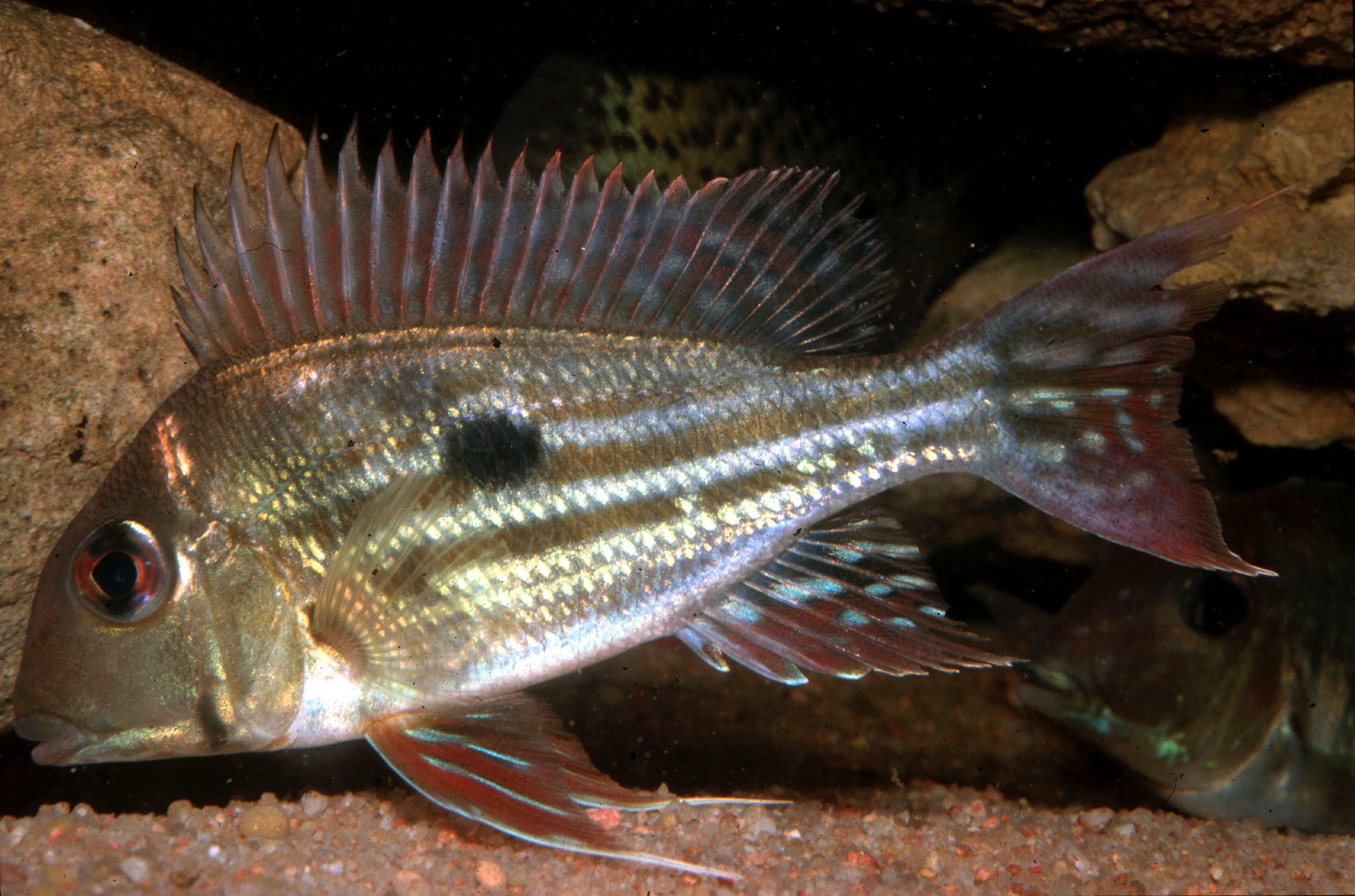 Geophagus winemilleri