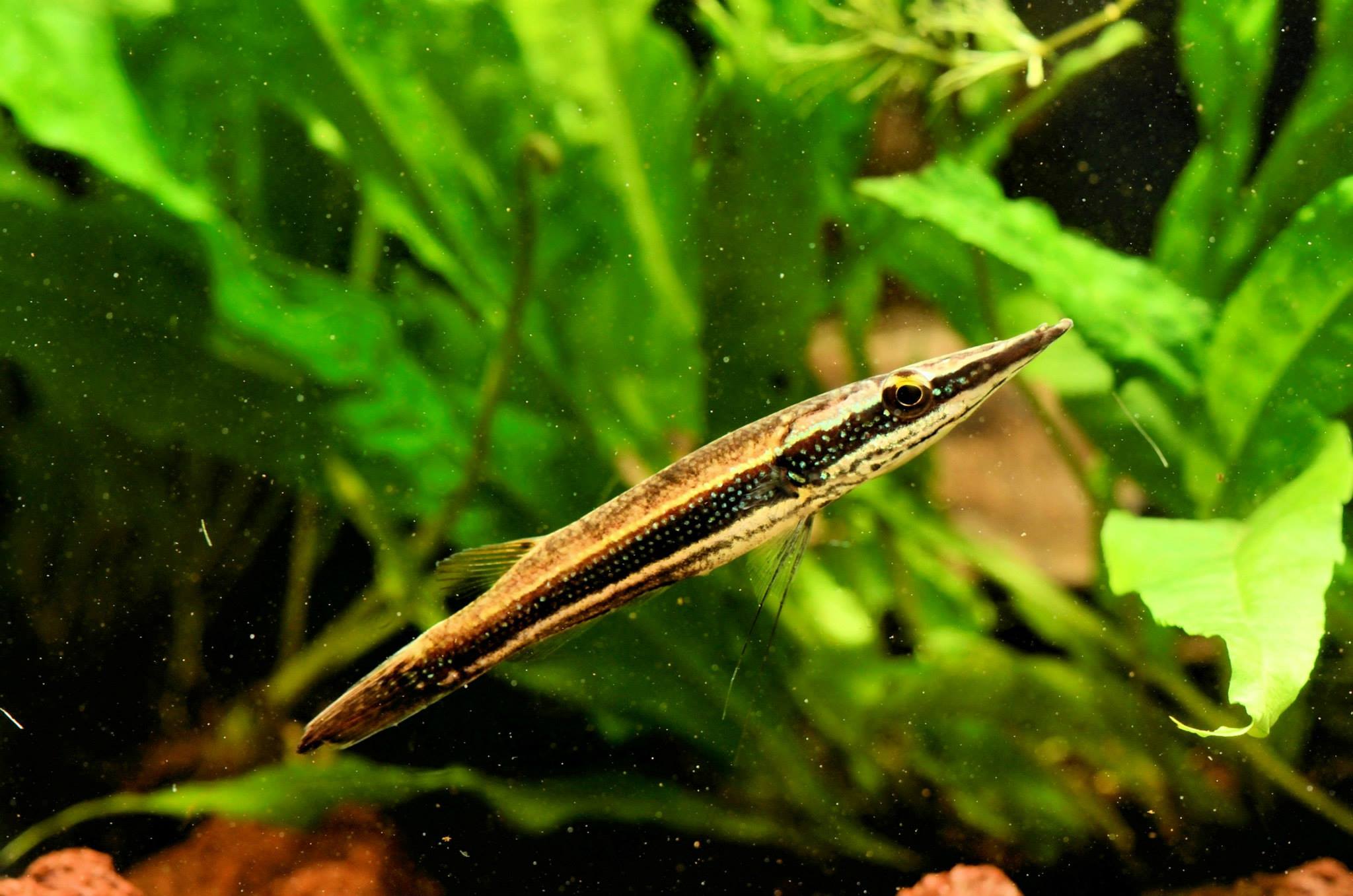 Luciocephalus aura