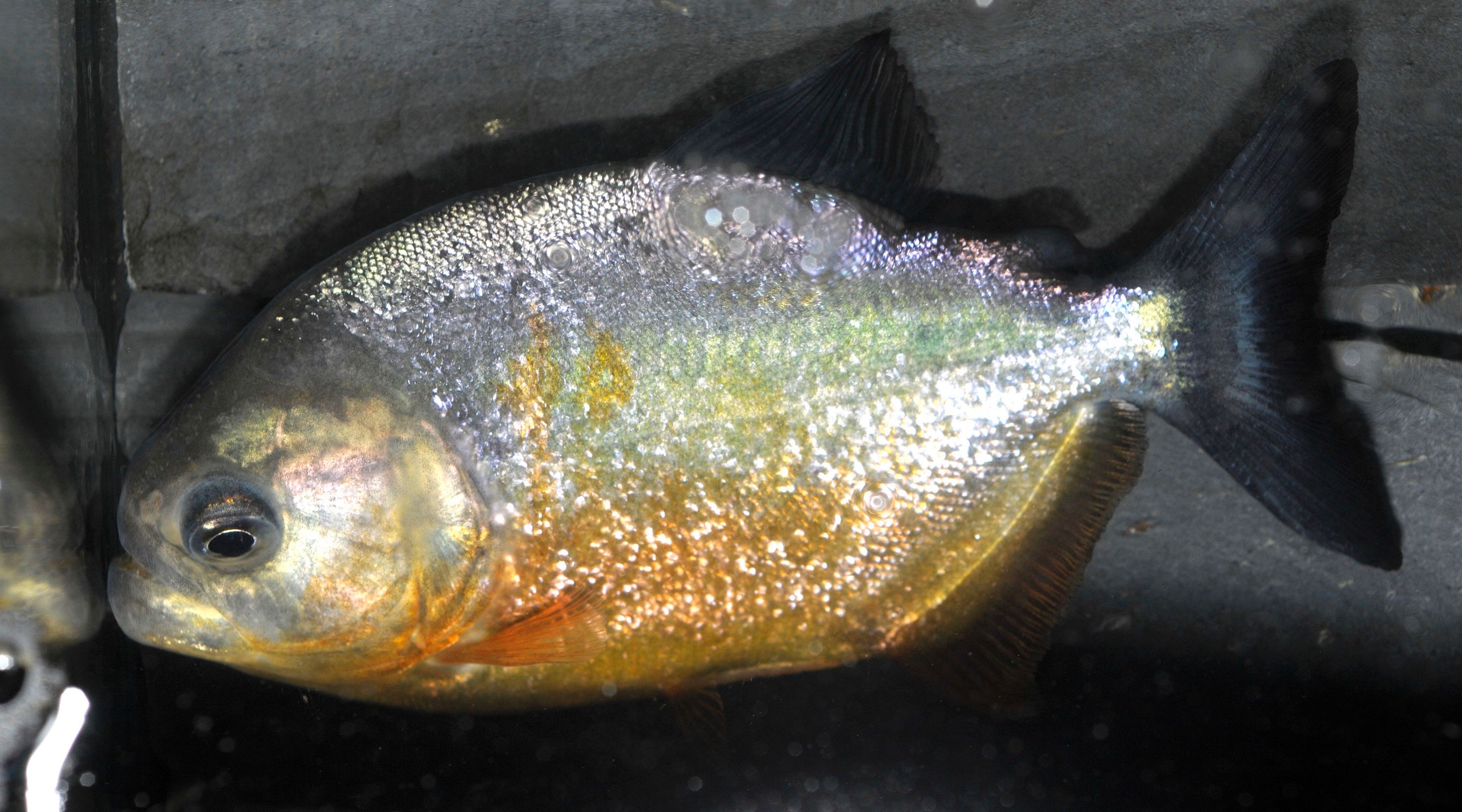 Pygocentrus piraya