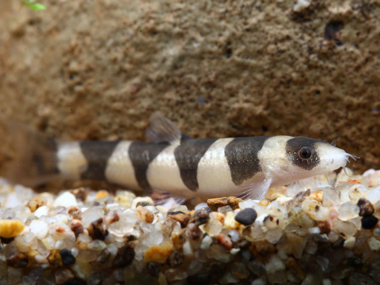 Schistura pridii