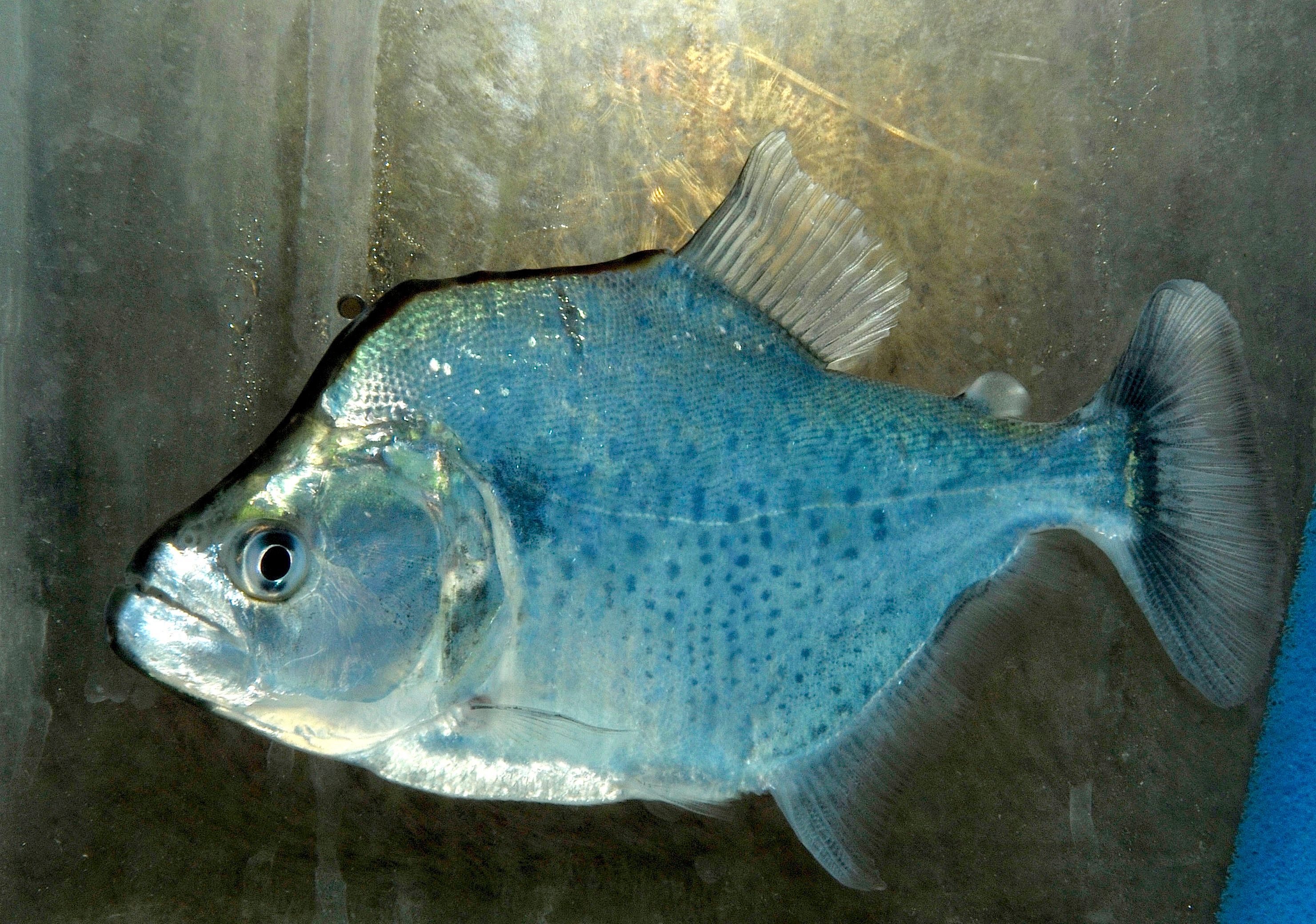 Serrasalmus geryi