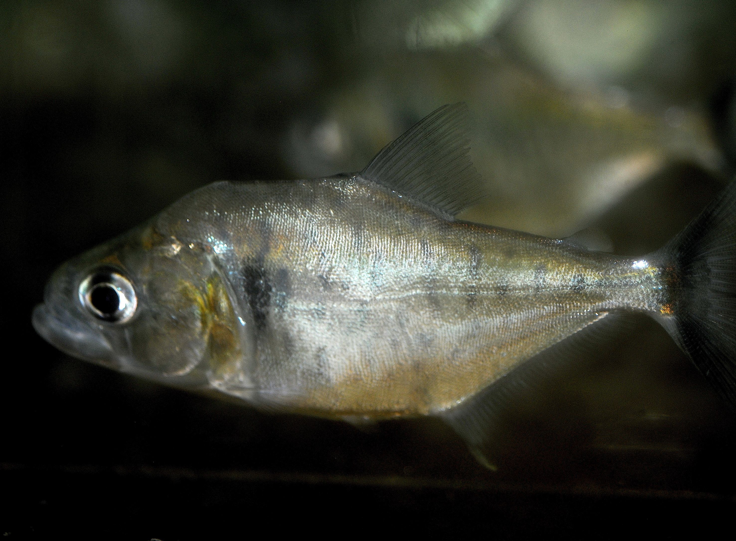 Serrasalmus manueli