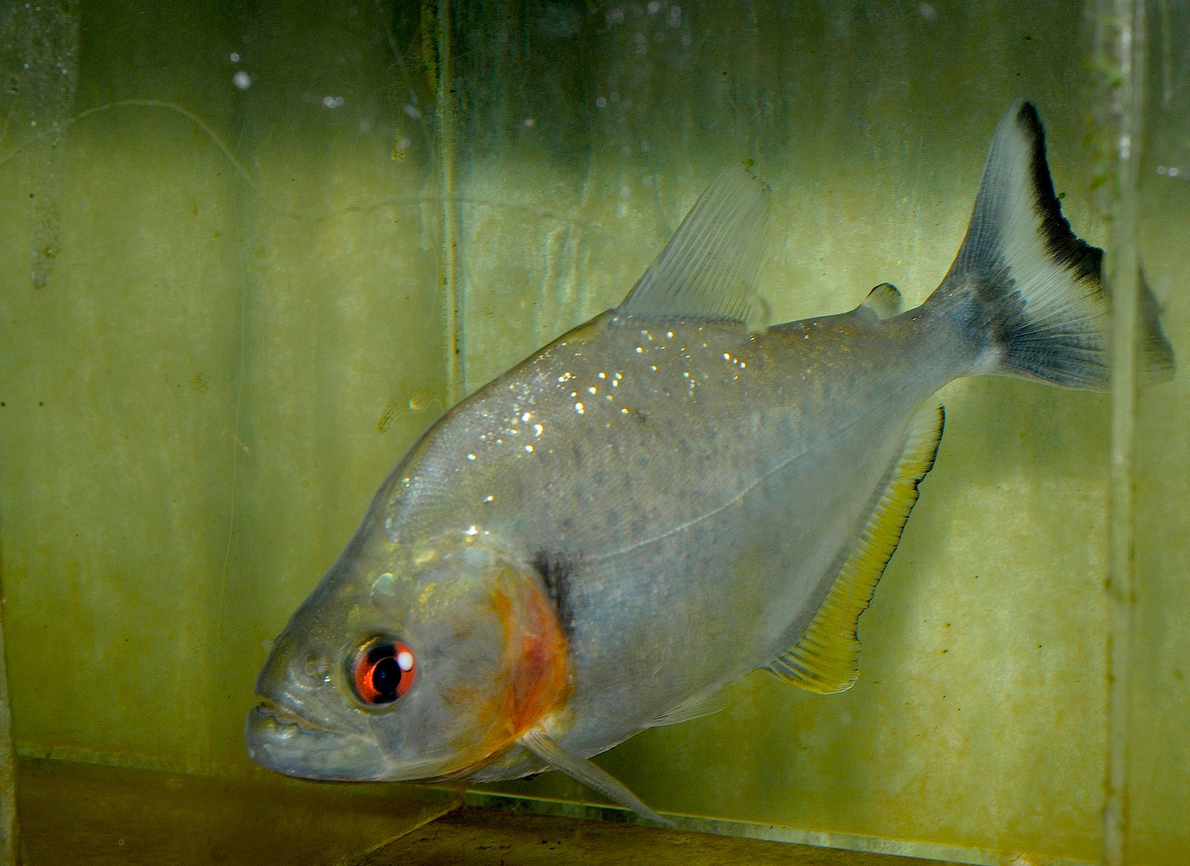 Serrasalmus rhombeus