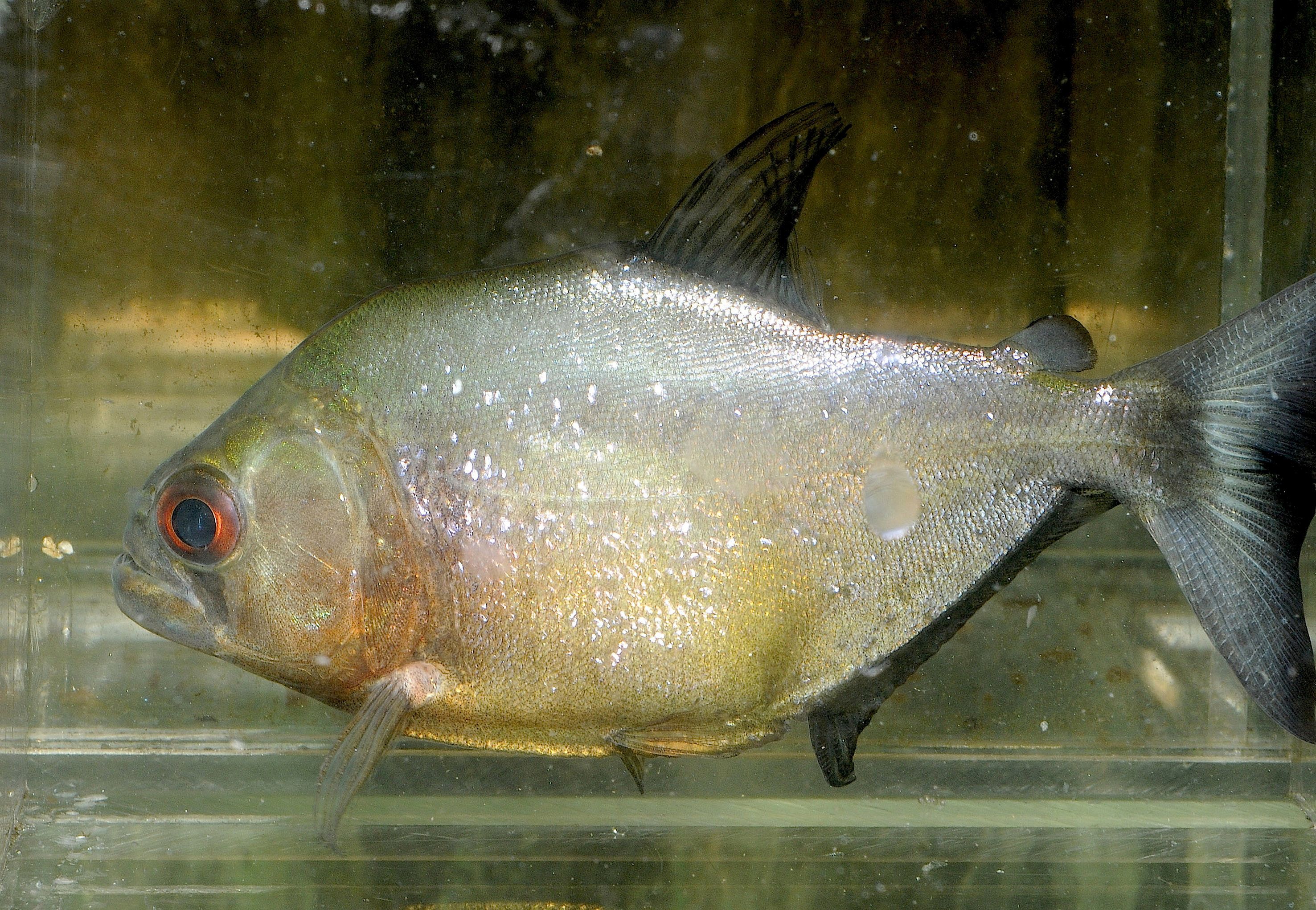 Serrasalmus spilopleura
