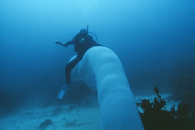 Connaissez-vous le pyrosome, un vers géant qui peuple les océans?