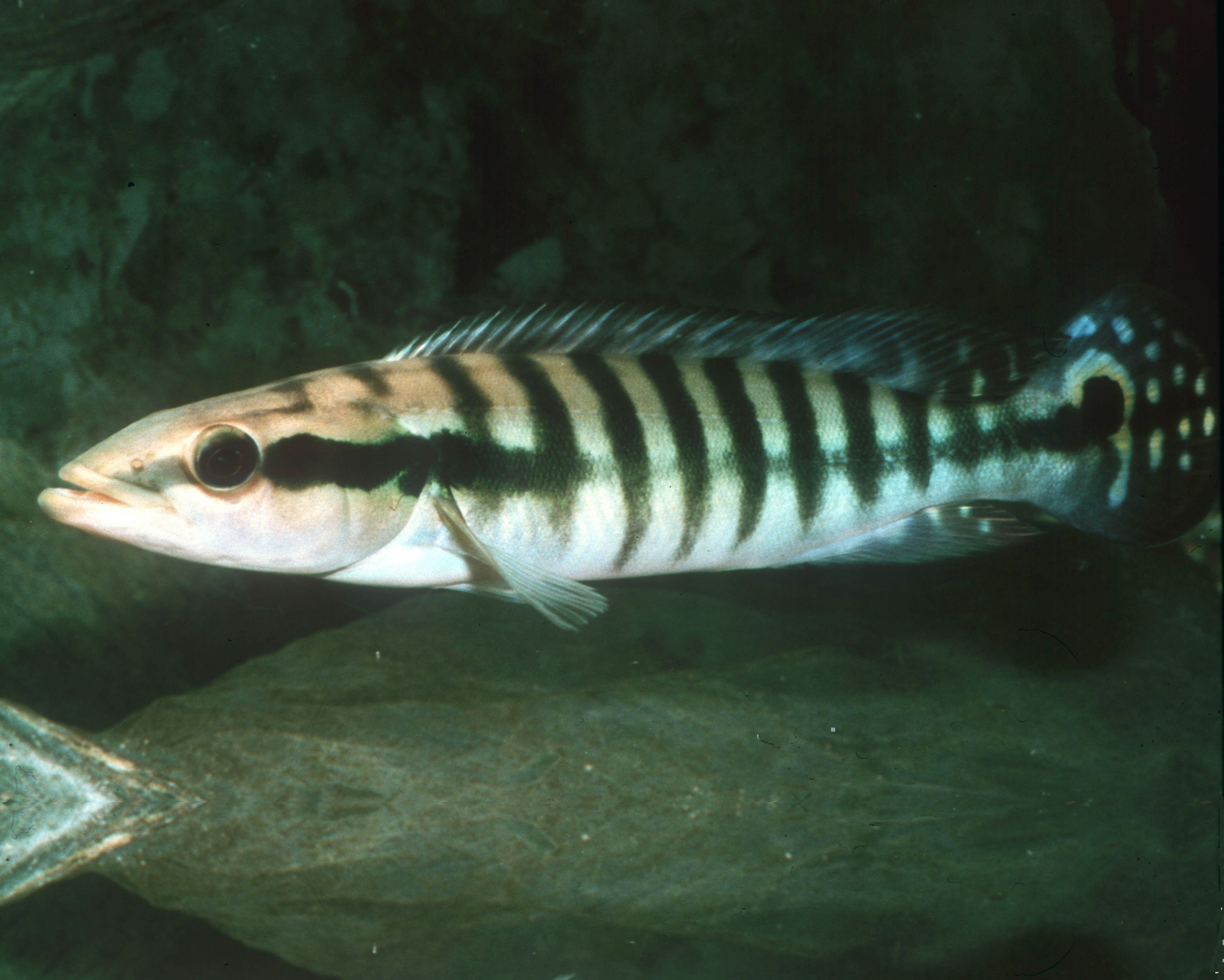 Crenicichla cincta
