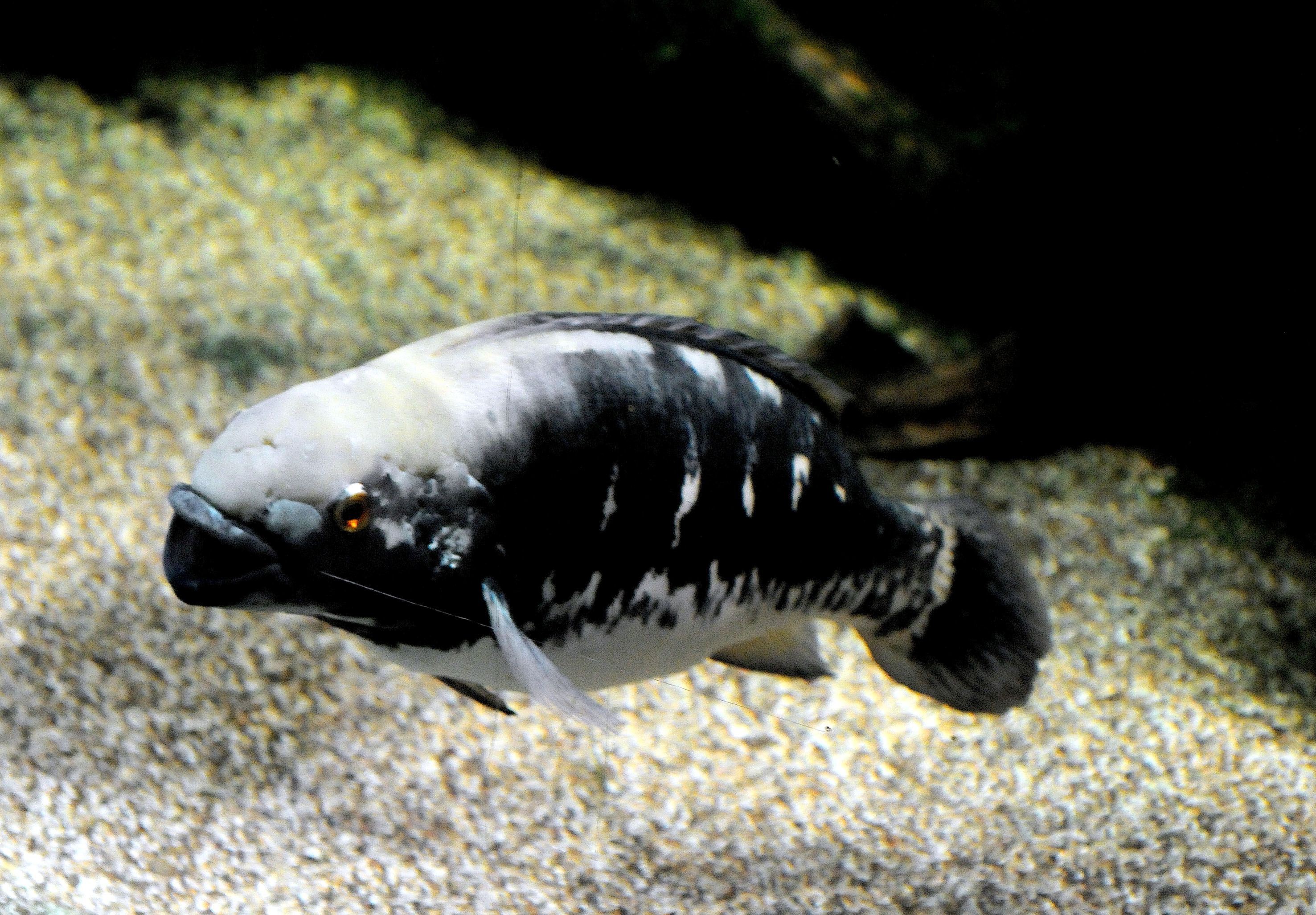 Crenicichla marmorata