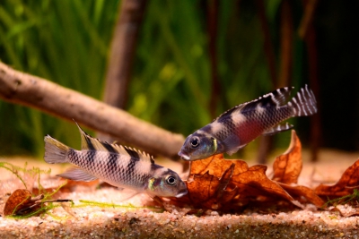 Espèce : Nanochromis transvestitus