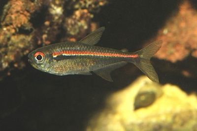 tétra d'Amapá Characidae