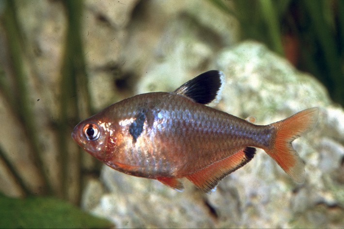 Hyphessobrycon eques - tétra joyau (serpae)