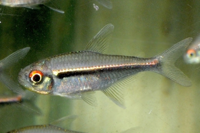 tétra drapeau Characidae