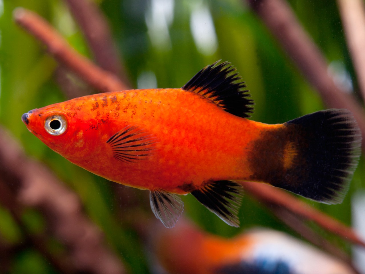 Xiphophorus maculatus