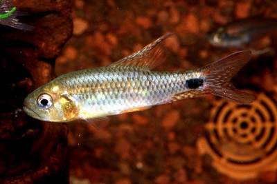 Tétra voilier Crenuchidae