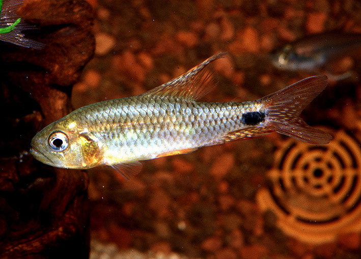 Crenuchus spilurus