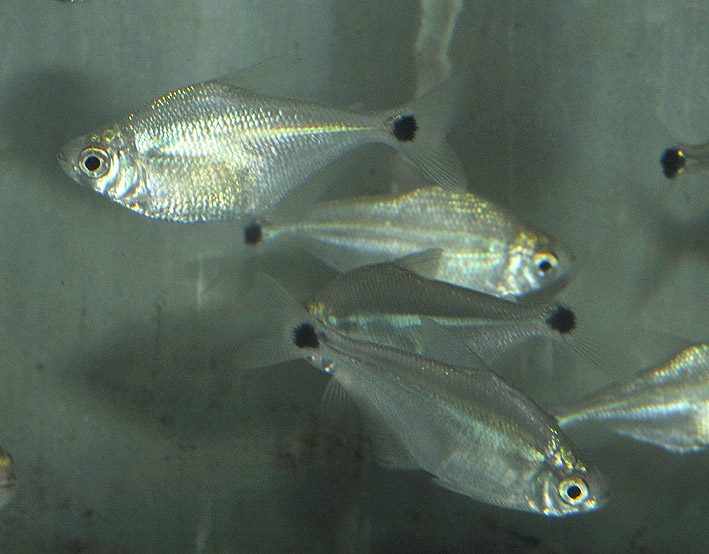 Ctenobrycon spilurus