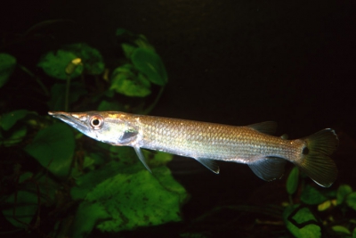 Tetra brochet Ctenoluciidae