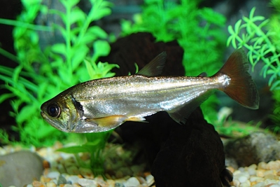 Pirandirá Cynodontidae