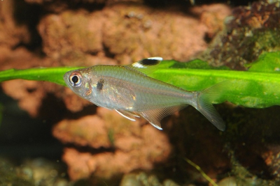tétra de Copeland Characidae