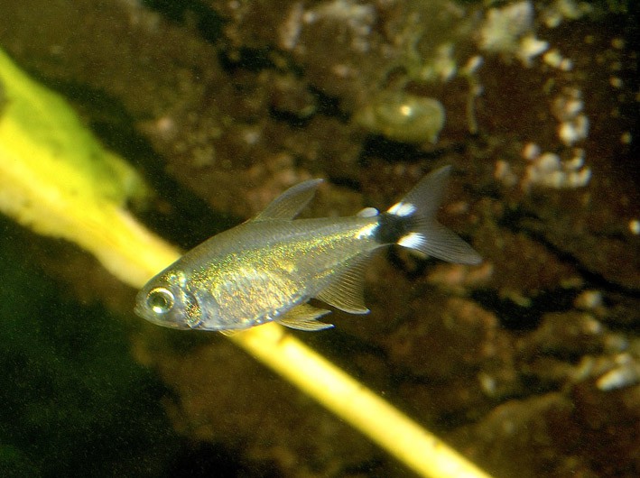 Hyphessobrycon elachys