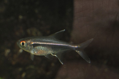 tétra à lignes noires Characidae