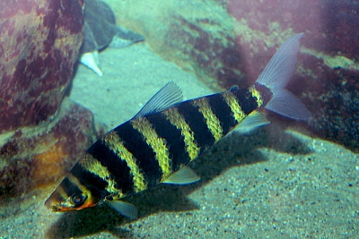 Léporinus à bandes Anostomidae