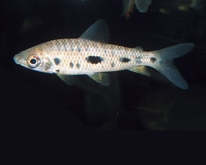 Leporinus gossei