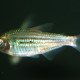 picture of Moenkhausia agnesae