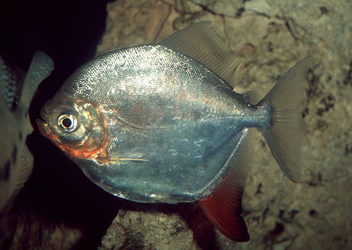 Myloplus rubripinnis