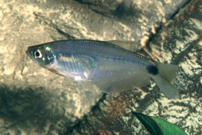 tétra de verre bleu Characidae