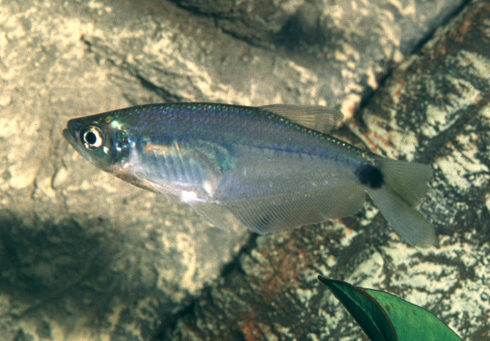 Paragoniates alburnus